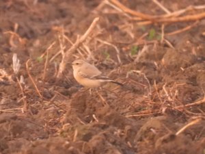 Desert Wheatear