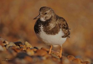 Turnstone