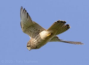 Kestrel in flight