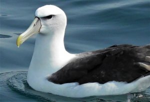 NZ White-capped Albatross
