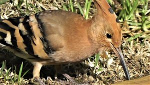 Eurasian Hoopoe