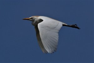 cattle egret