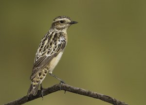 Whinchat