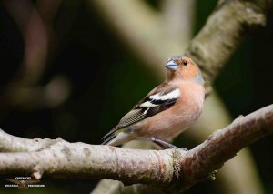 Chaffinch