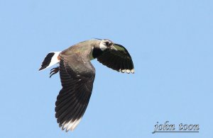 lapwing