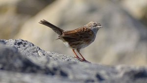 Dunnock