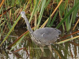 grey heron