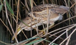 little bittern