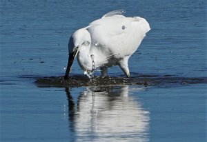 little egret