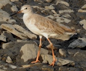 Common Redshank