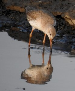 Common Redshank