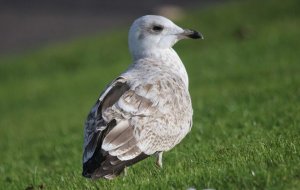 Herring Gull juvenile