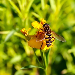 Stripe-backed Flower Fly