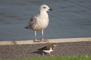 Herring Gull juvenile + Turnstone