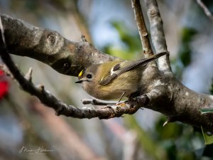 Goldcrest