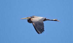 purple heron