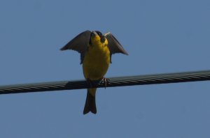 black headed bunting