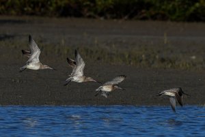 Bar  tailed  Godwit