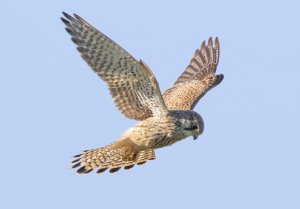 Kestrel in flight