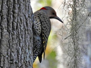 Northern Flicker