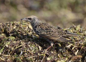 Starling