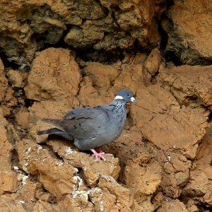 White -collared Pigeon
