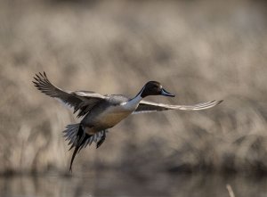 Northern Pintail on Liftoff!