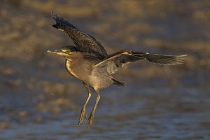 little green heron