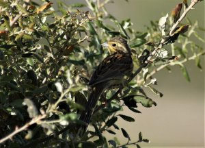 cirl bunting