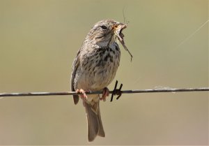 corn bunting