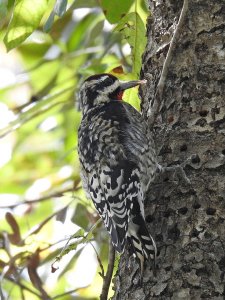 Yellow-bellied Sapsucker