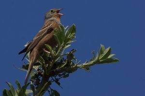 cretzschmar's bunting