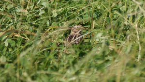 lapland bunting