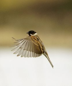 reed bunting