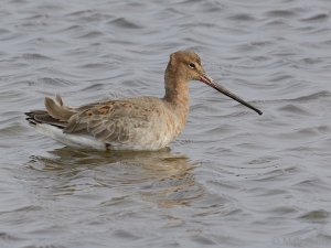 Black-tailed Godwit