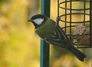 Great tit