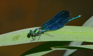 Beautiful Demoiselle