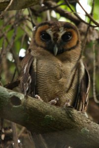 Indian Brown Wood Owl