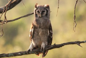 Verreaux's Eagle Owl