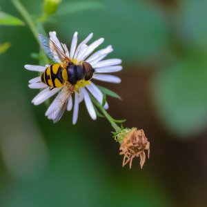 Transverse Flower Flower