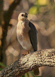 Shikra