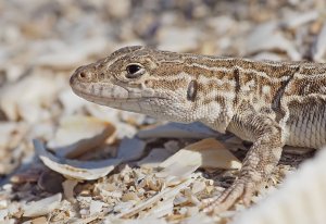 Steppe Runner Lizard