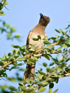 Common Bulbul