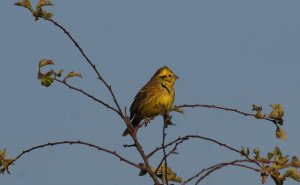 yellowhammer