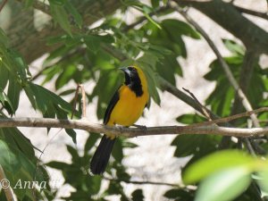 Yellow-backed oriole