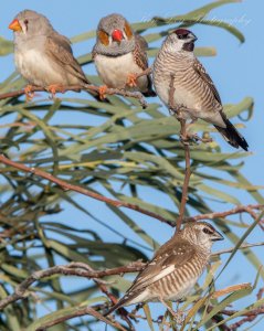 Zebra and Plum-headed Finches