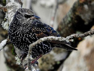 Common Starling