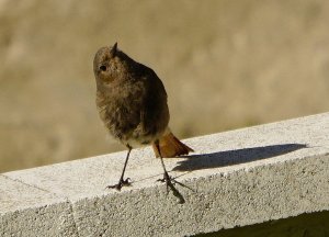 black redstart