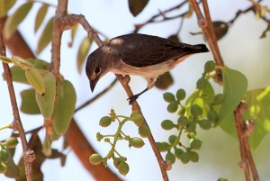 Female Mistletoebird