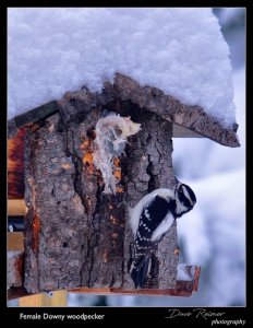 Woodpecker on feeder